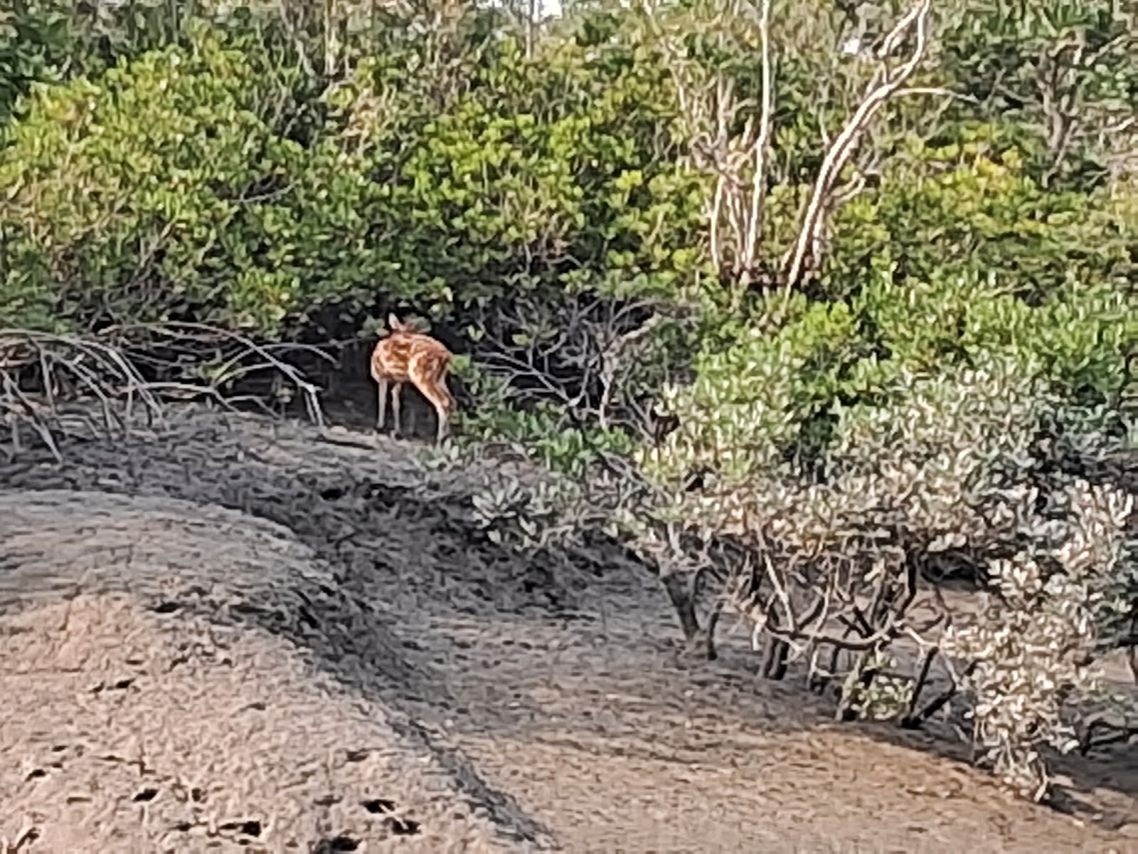 Sajnekhali Watch Tower