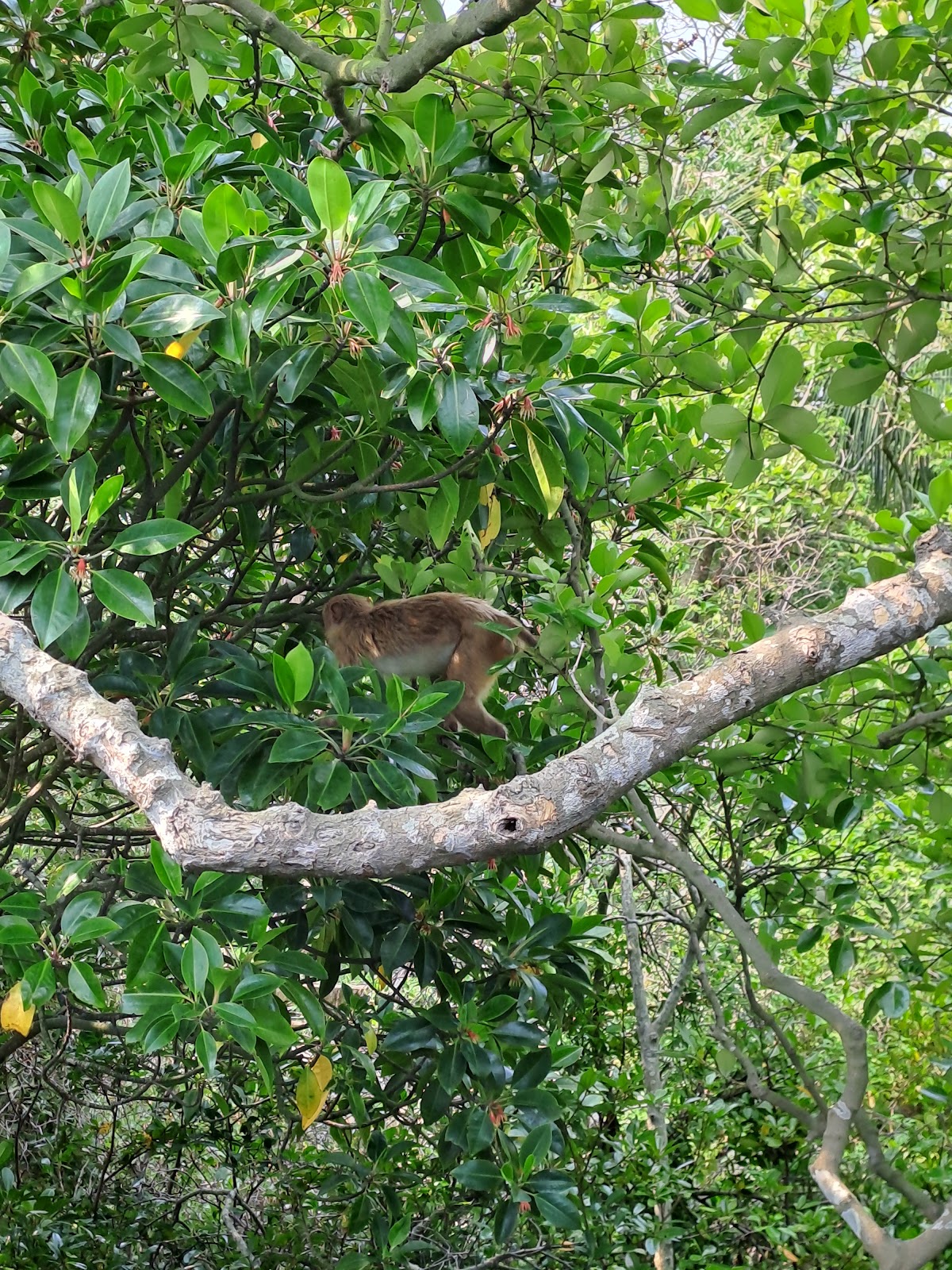 Sajnekhali Watch Tower