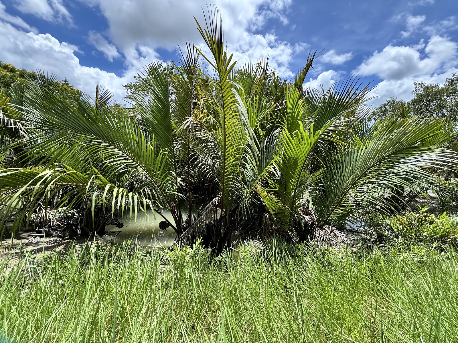 Sajnekhali Watch Tower