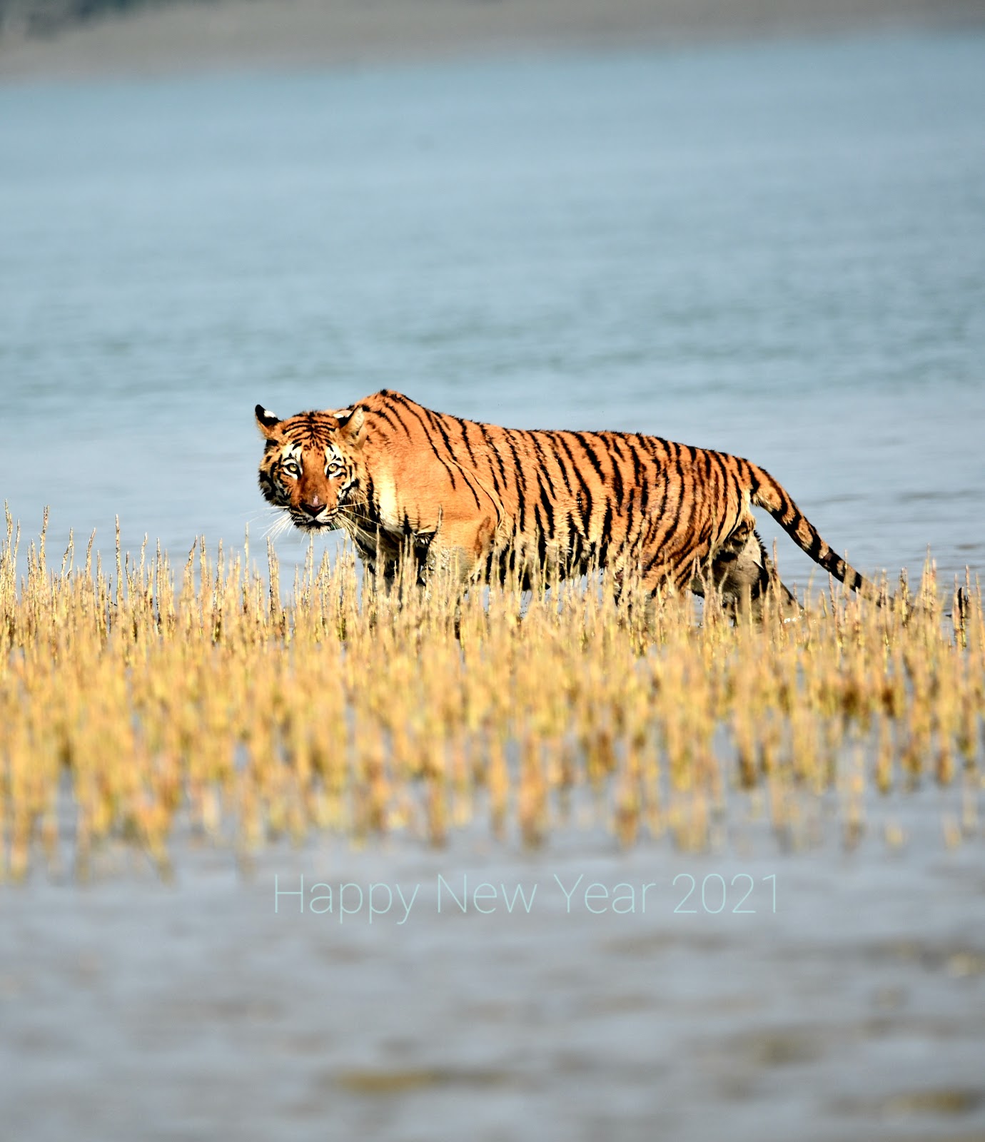 Sundarbans National Park - A Wildlife Paradise