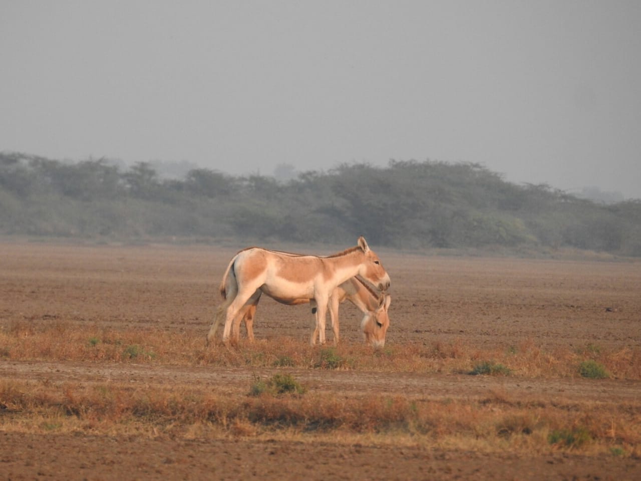 Surendranagar Lake
