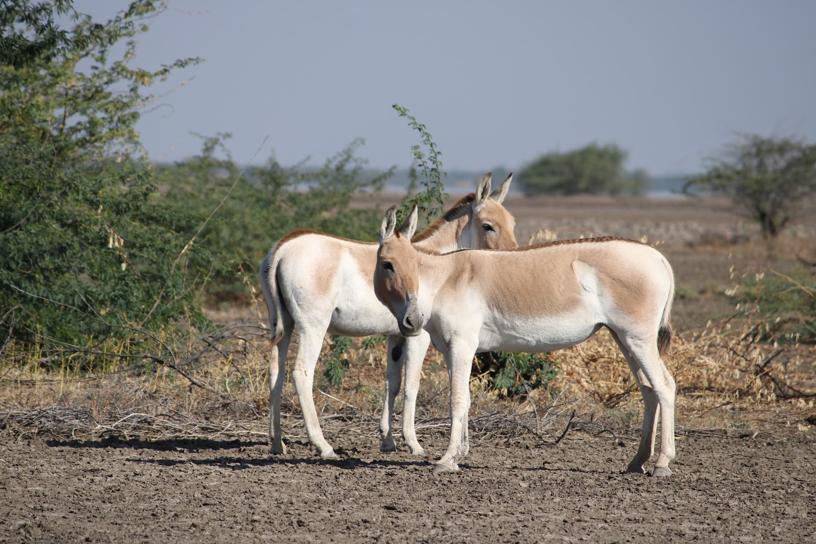 Wildlife Sanctuaries