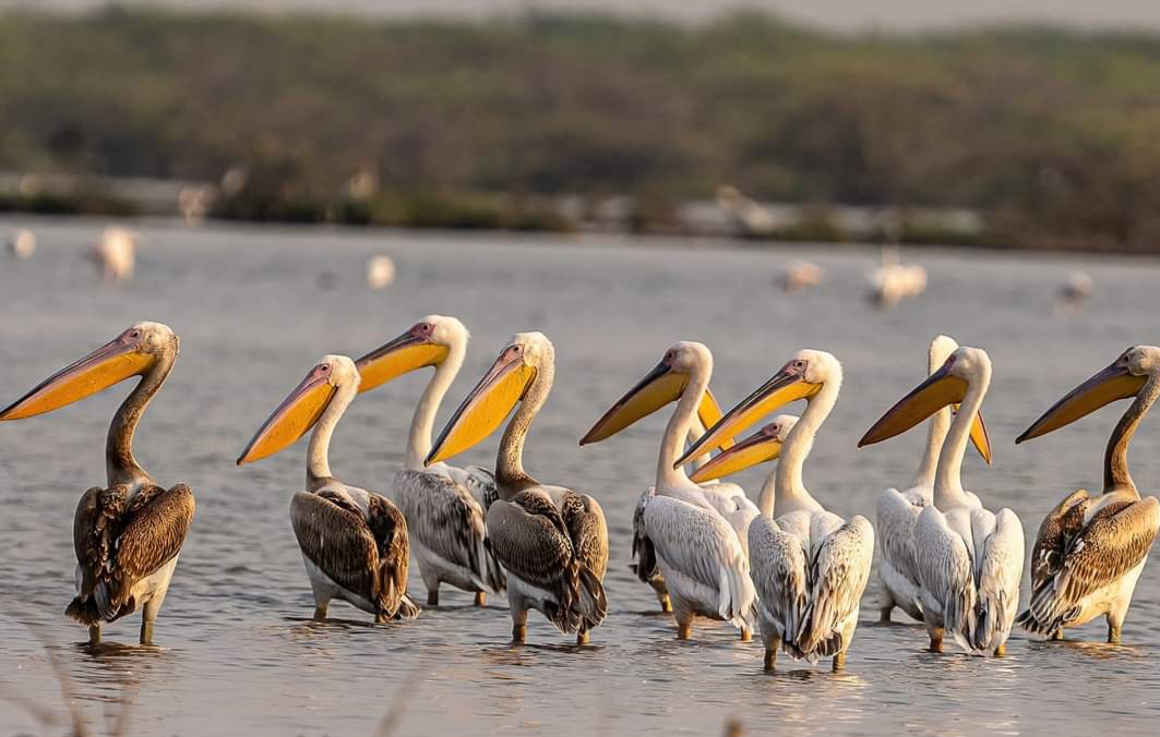 Wildlife Sanctuaries