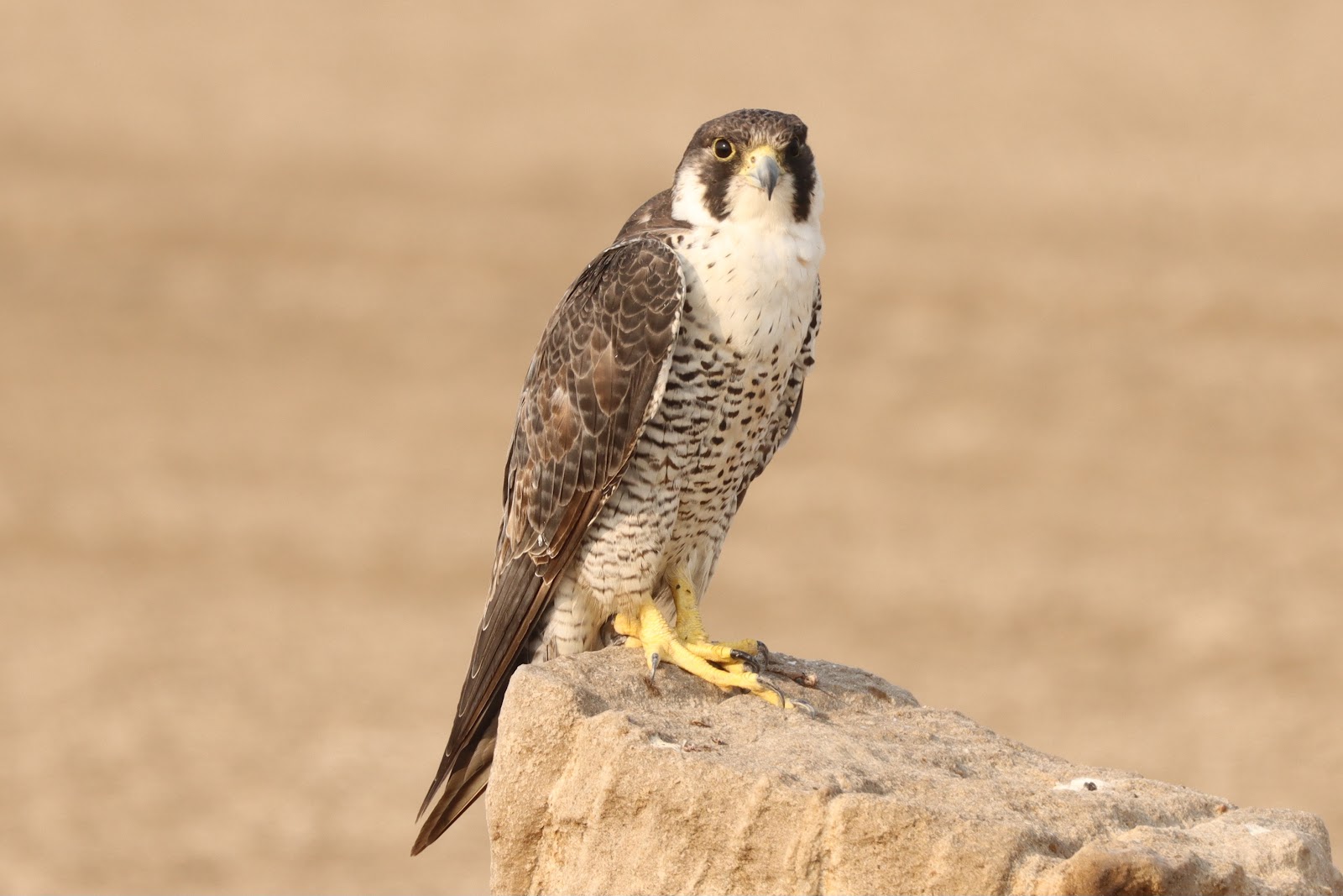 Wildlife Sanctuaries