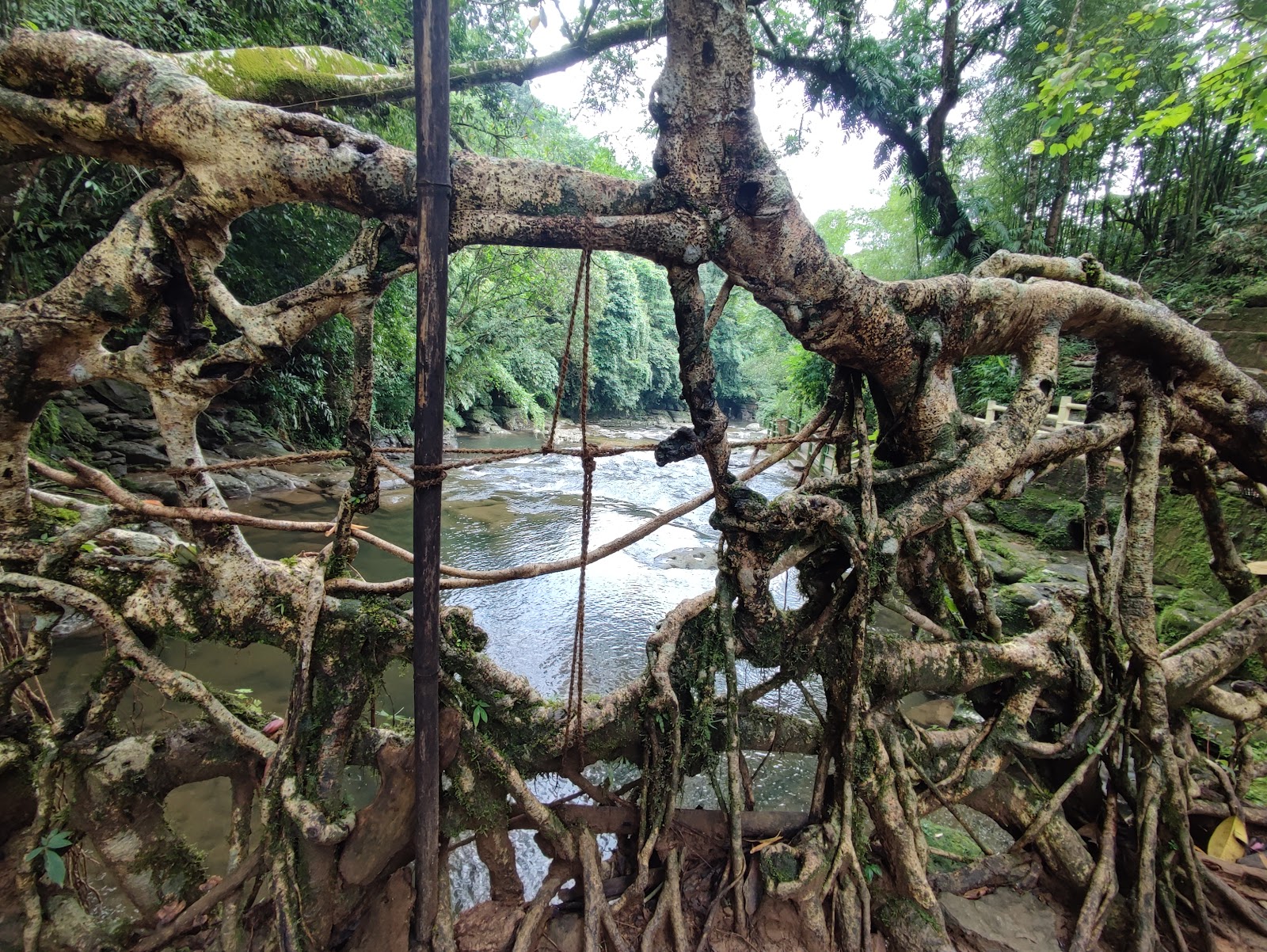 Living Root Bridges