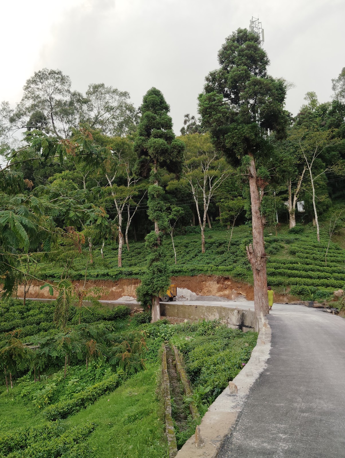 Takdah Tea Estate