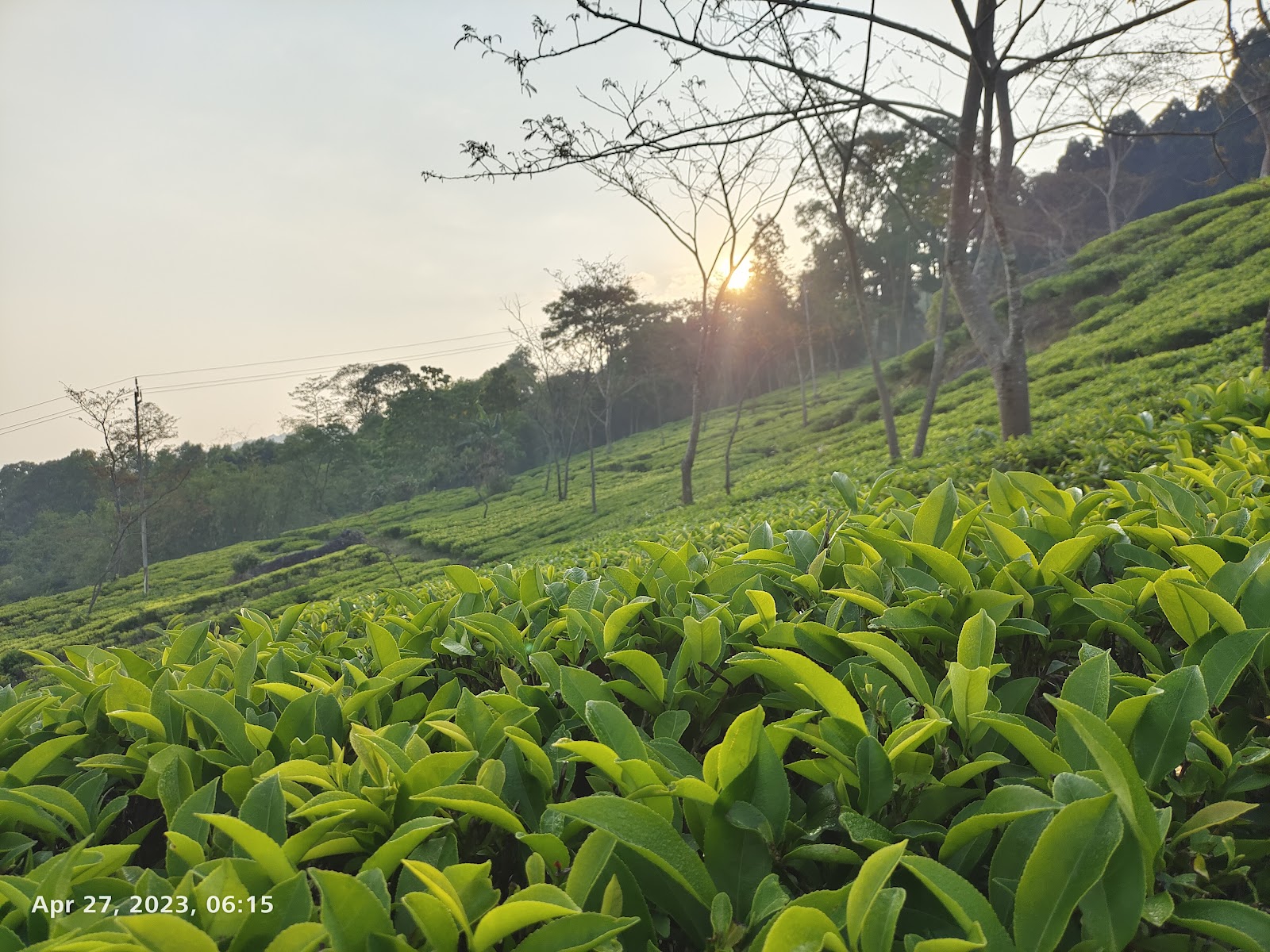 Takdah Tea Estate