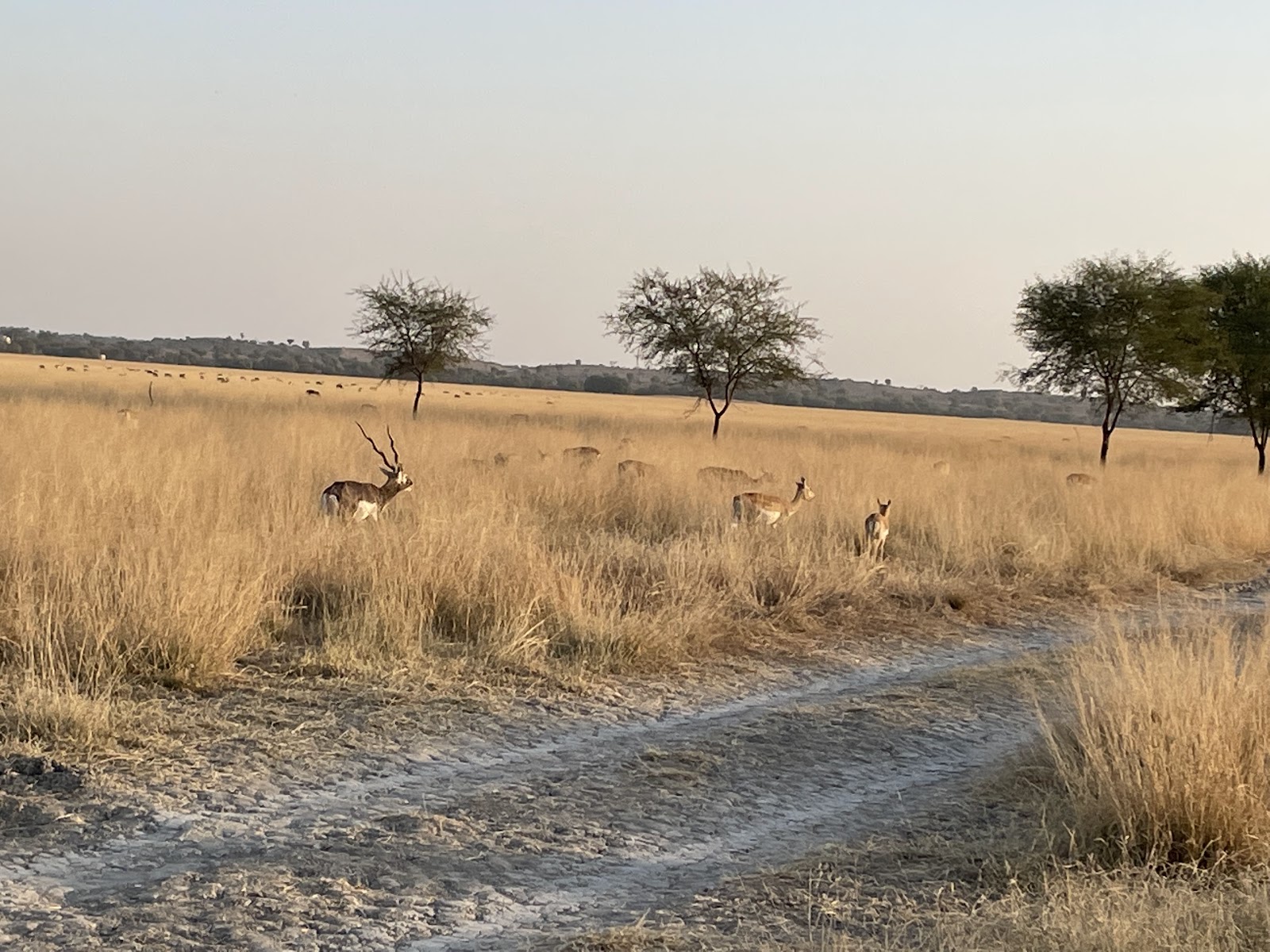 Tal Chhapar Sanctuary - Wildlife Sanctuary in Rajasthan, India