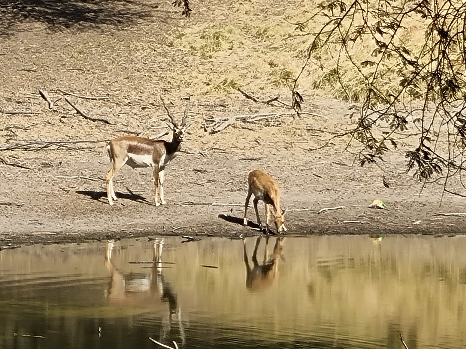 Blackbuck Breeding Centre