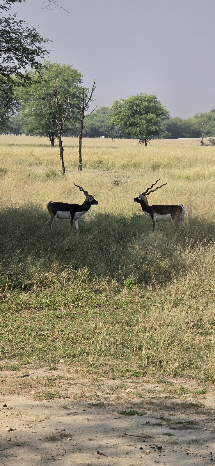 Blackbuck Breeding Centre