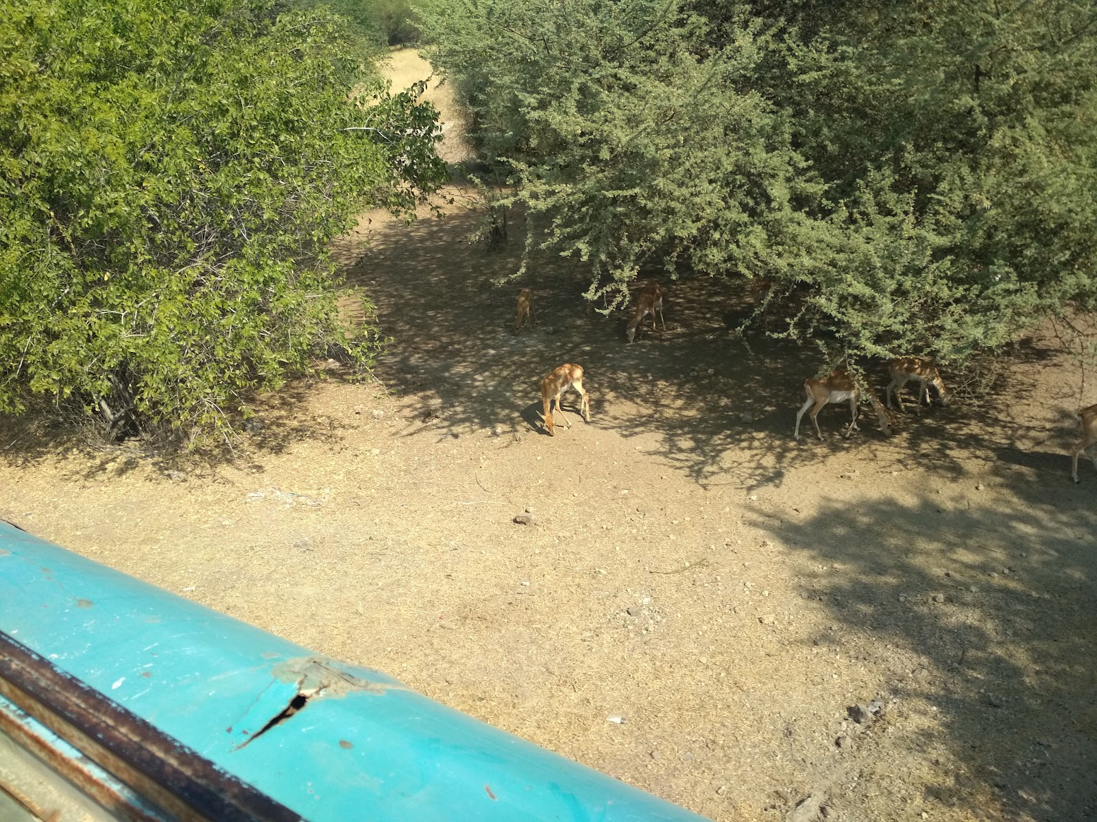 Blackbuck Breeding Centre
