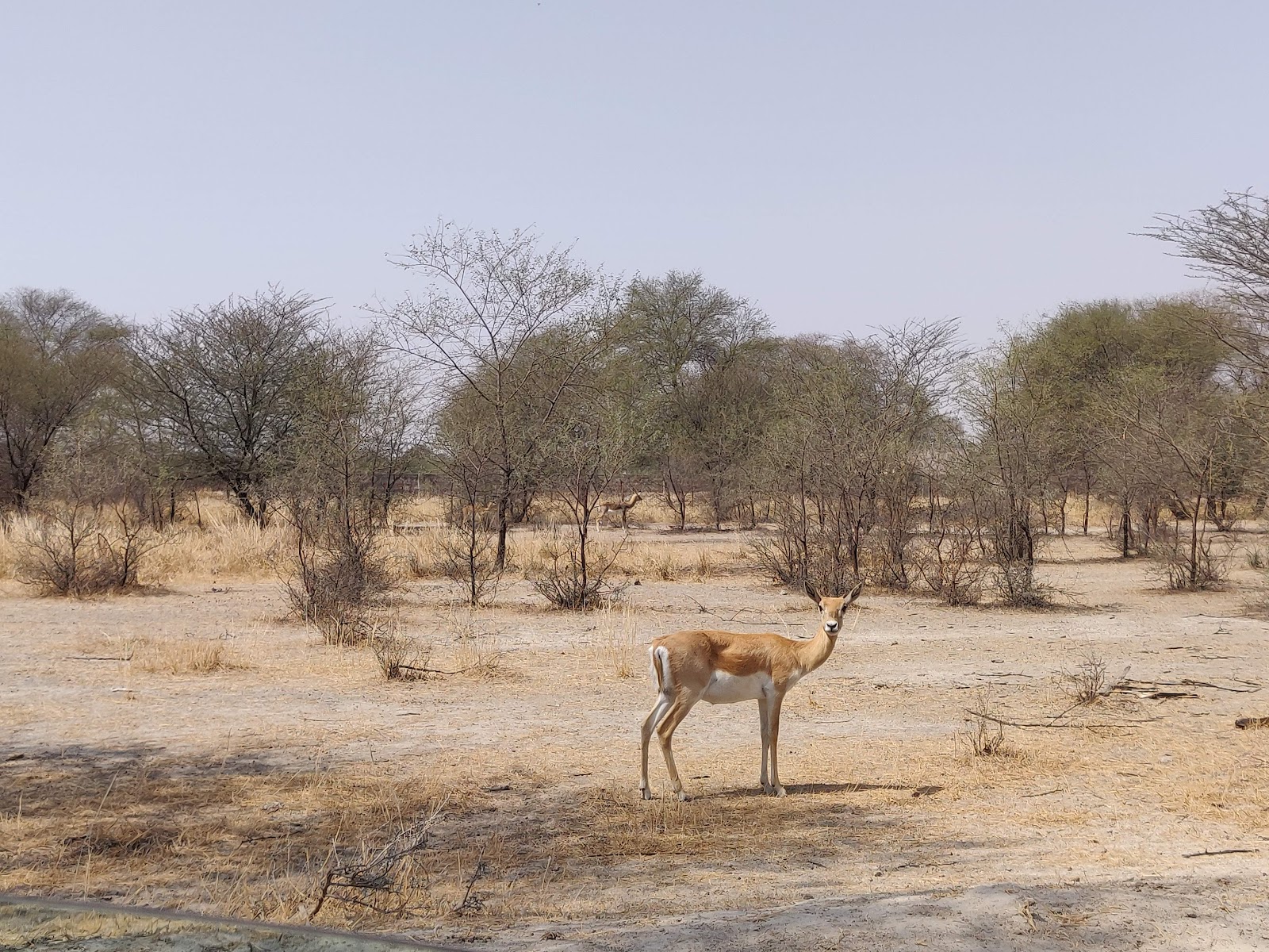 Blackbuck Breeding Centre