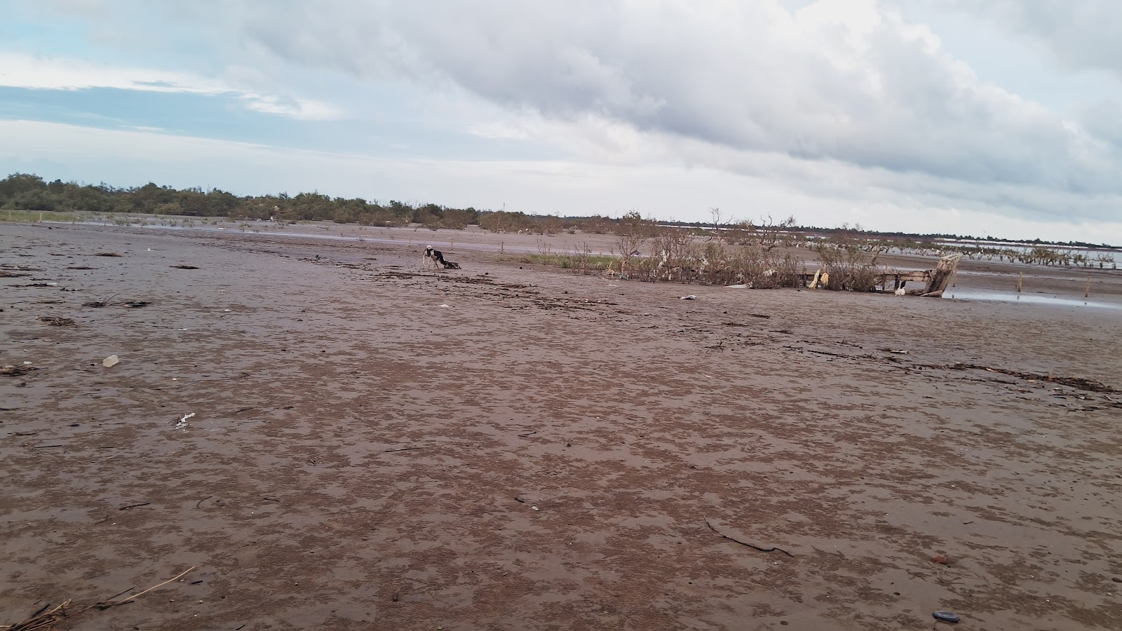 Mangrove and Creek Walks