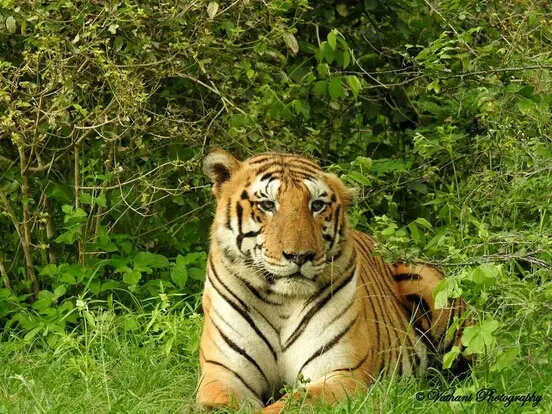 Mudumalai National Park