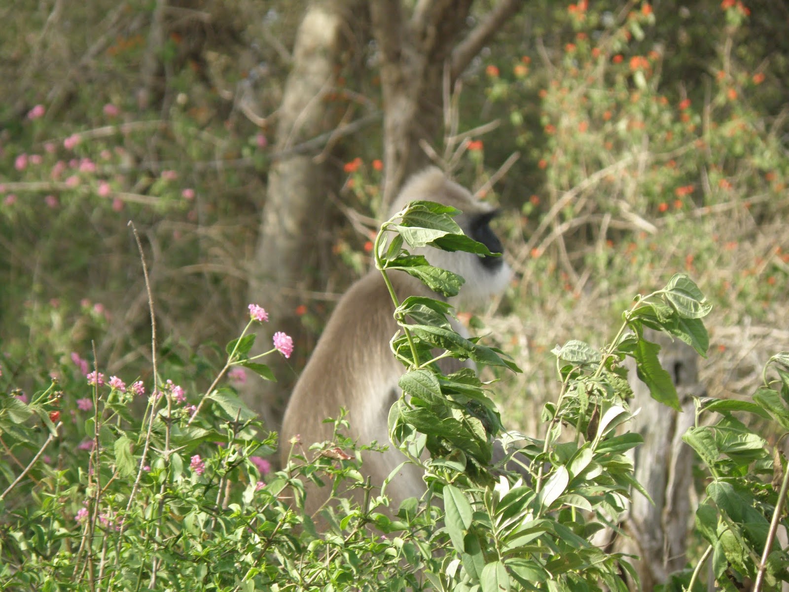 Mudumalai National Park