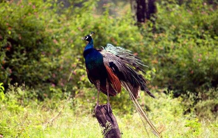 Mudumalai National Park