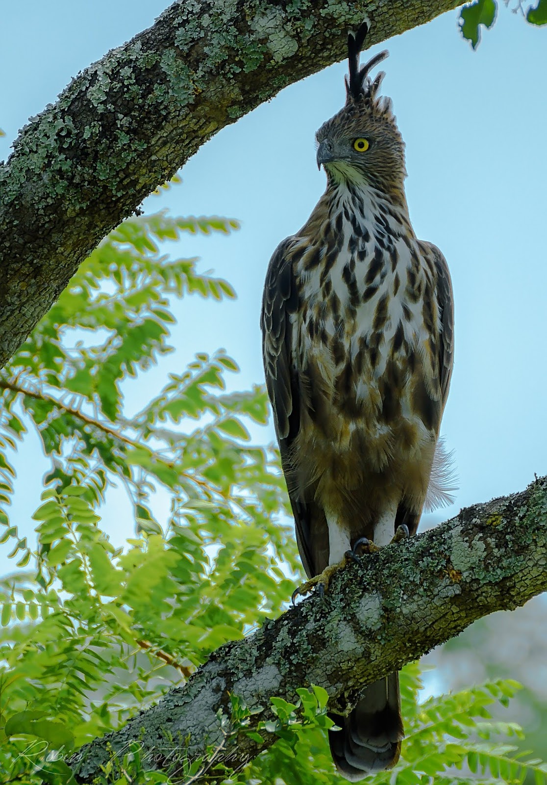 Mudumalai National Park