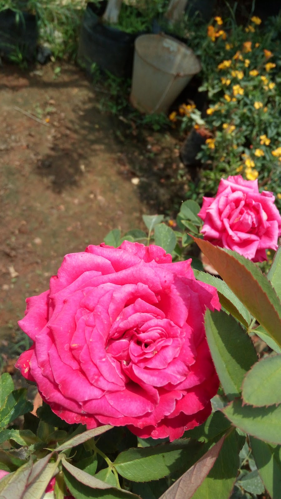 Guntur Botanical Gardens