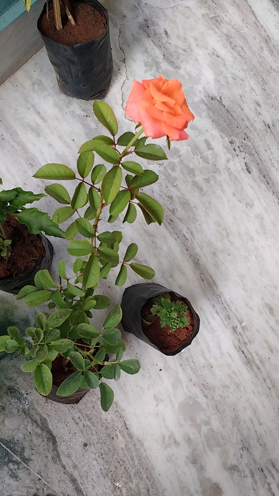 Guntur Botanical Gardens