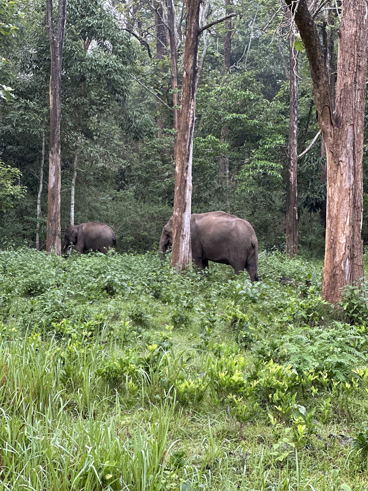 Nagarhole National Park
