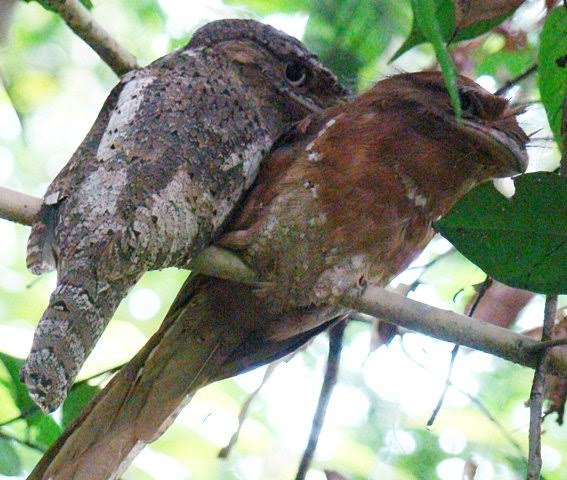 Thattekad Bird Sanctuary - A Bird Watcher's Paradise in Kerala