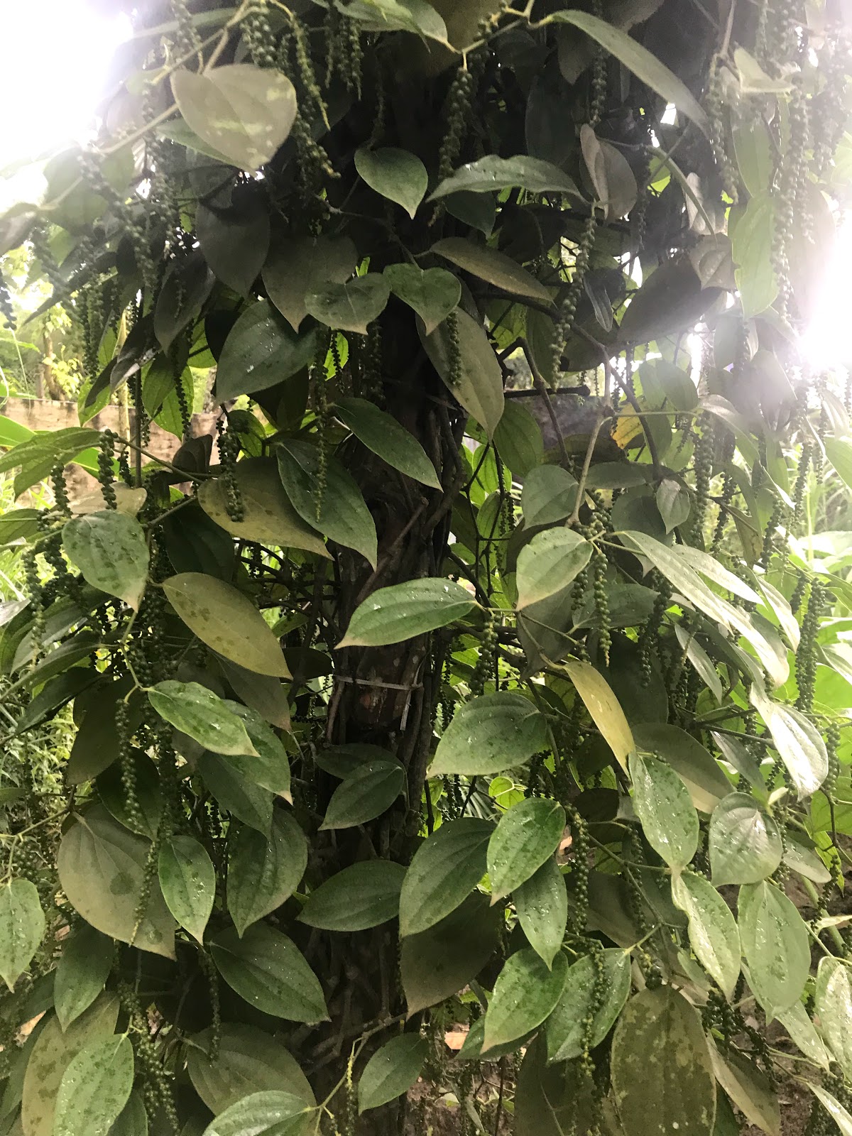 Spice Plantation Tour