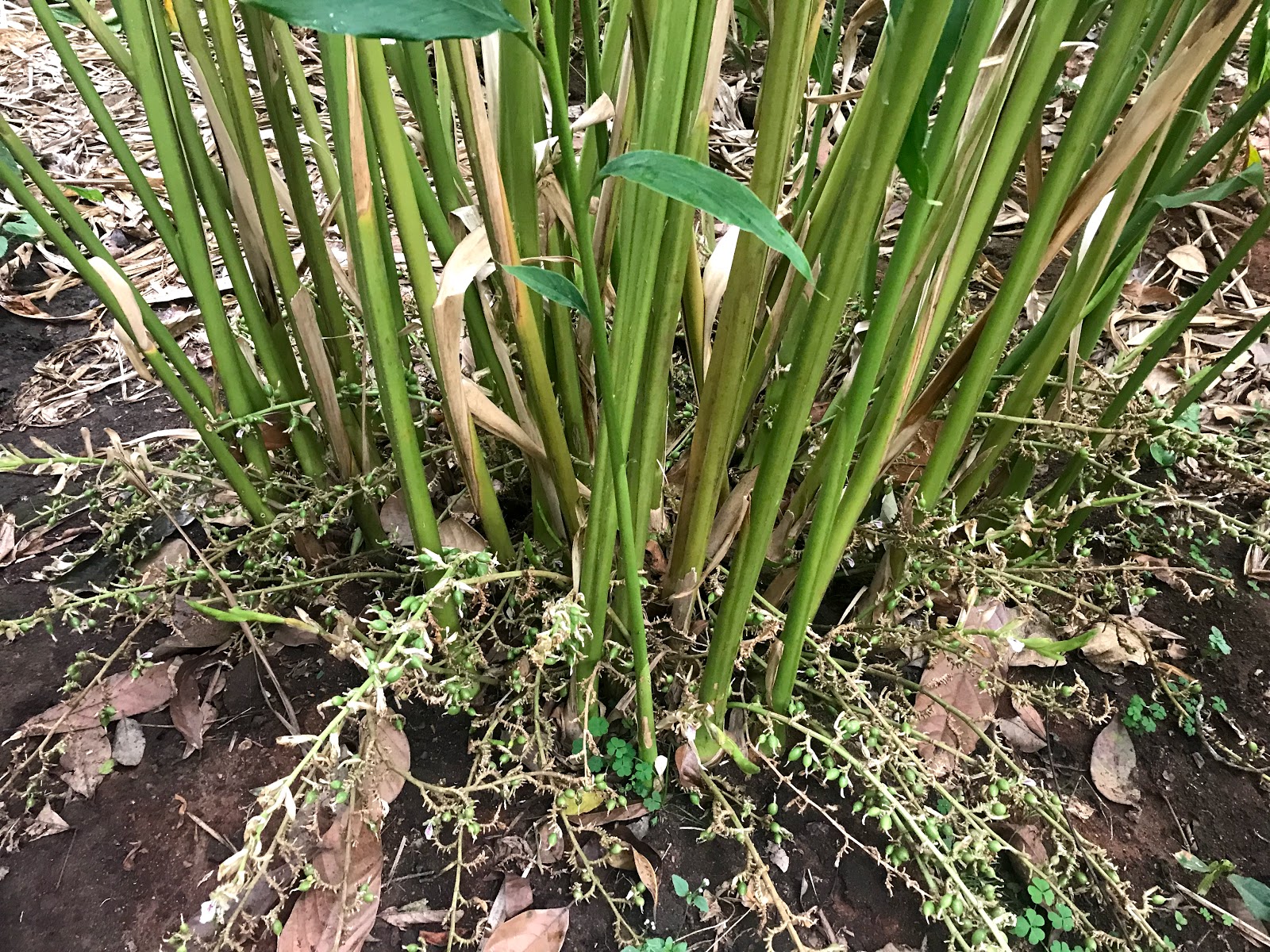 Spice Plantation Tour