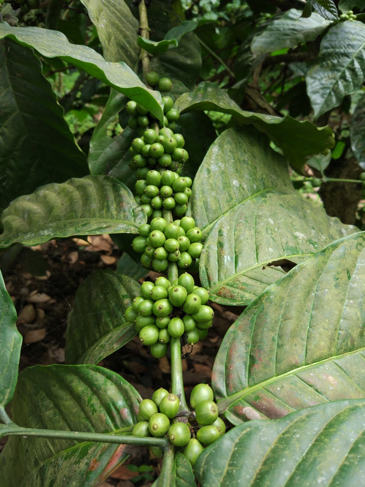 Spice Plantation Tour