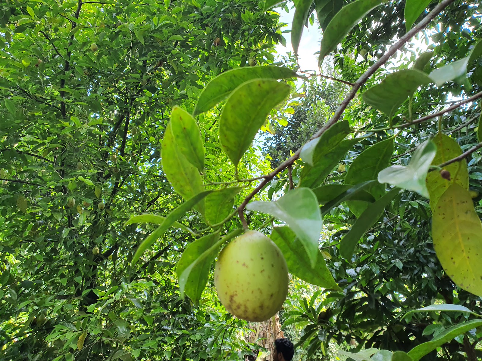 Spice Plantation Tour