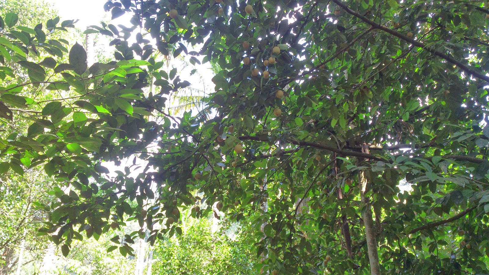 Spice Plantation Tour