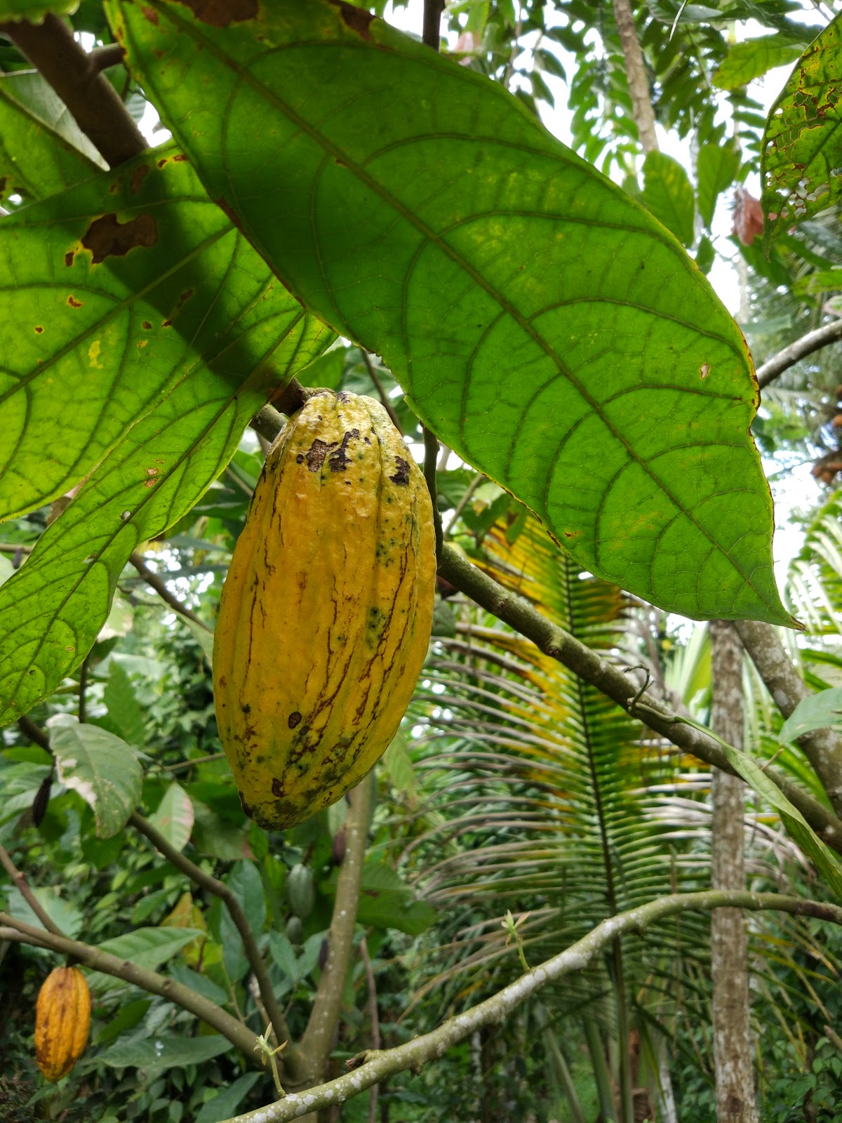 Spice Plantation Tour