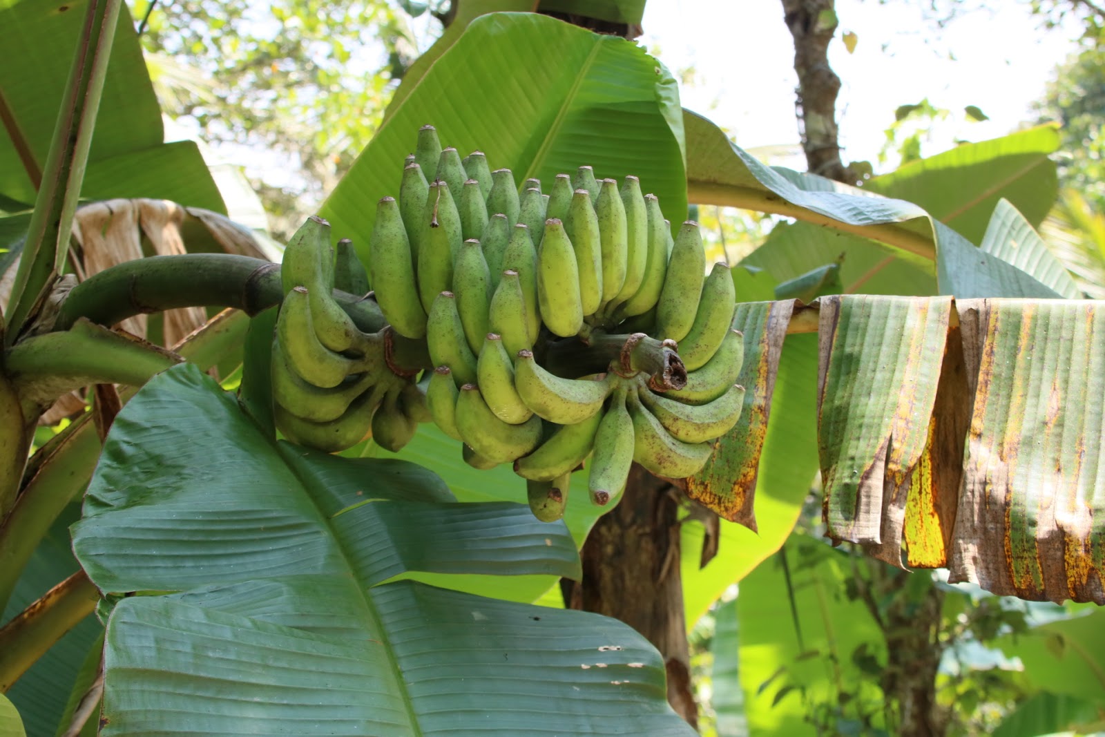 Spice Plantation Tour