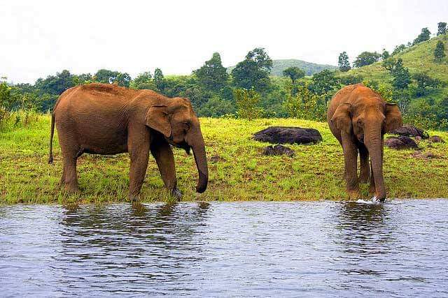 Thekkady - Explore Wildlife and Nature in Kerala