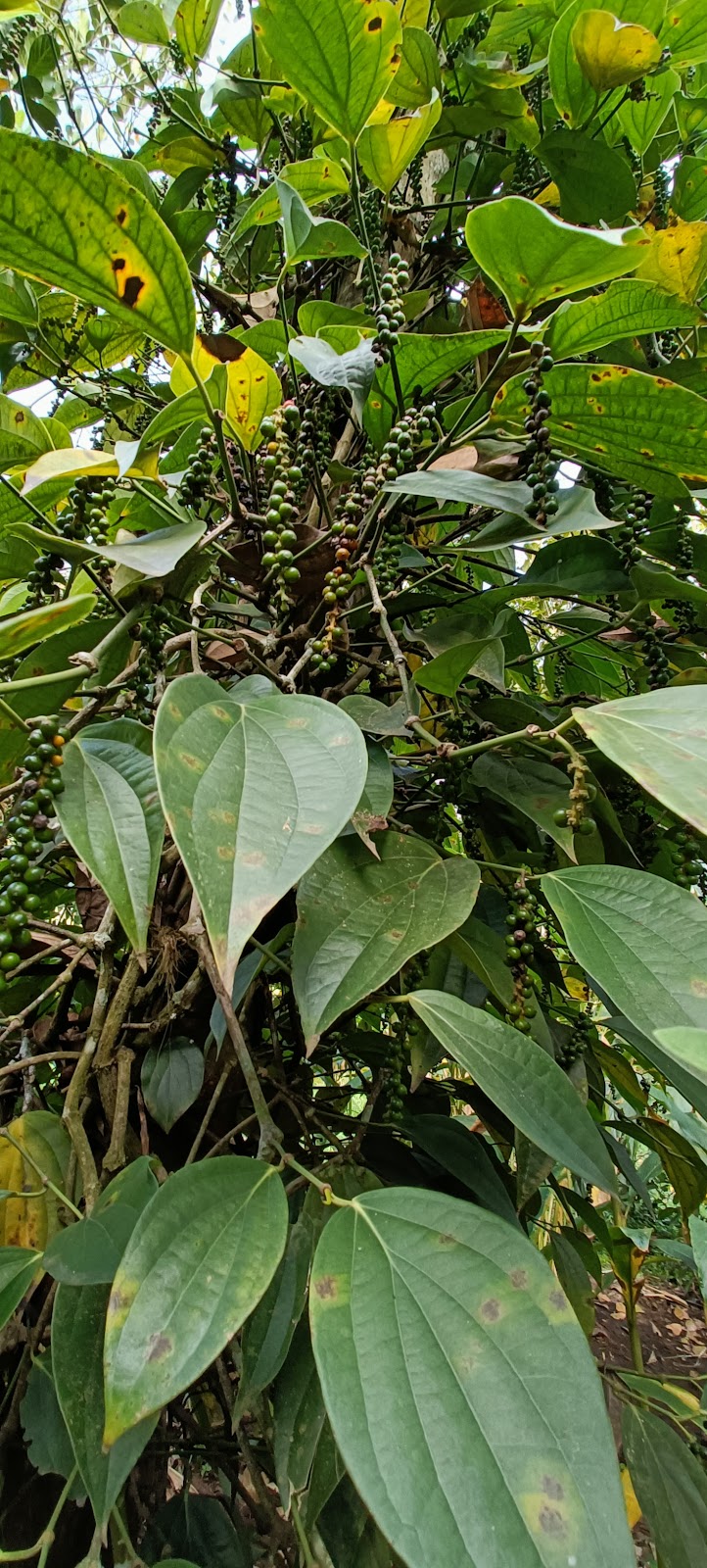 A R A ANAKKARA SPICES AND AYURVEDIC GARDEN