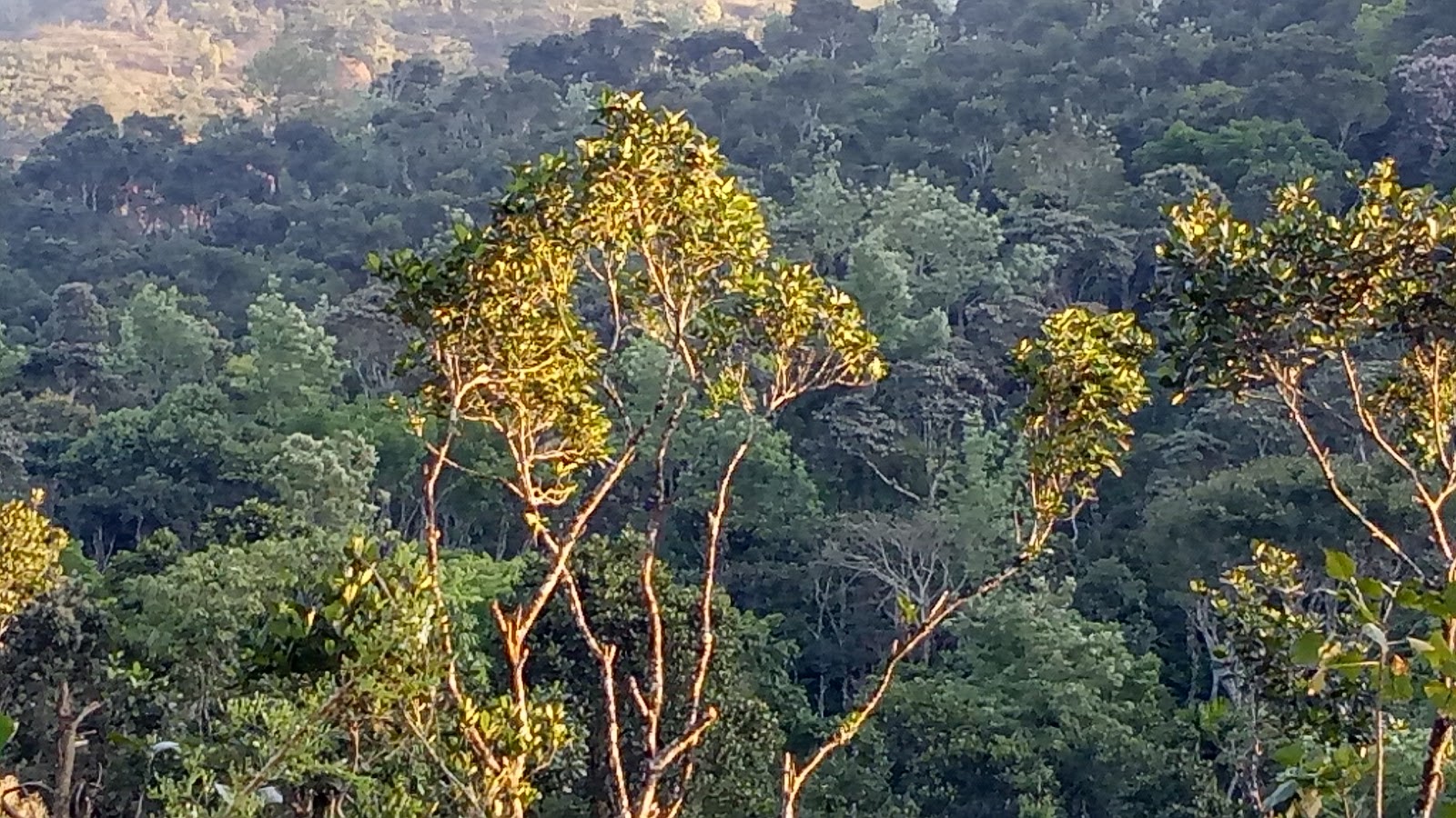 Murikkady