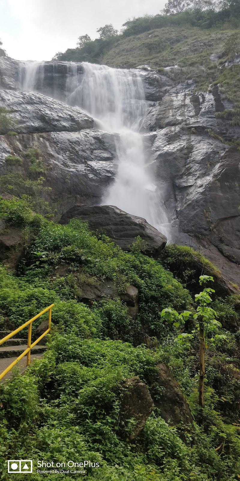Thenmala Bamboo Grove