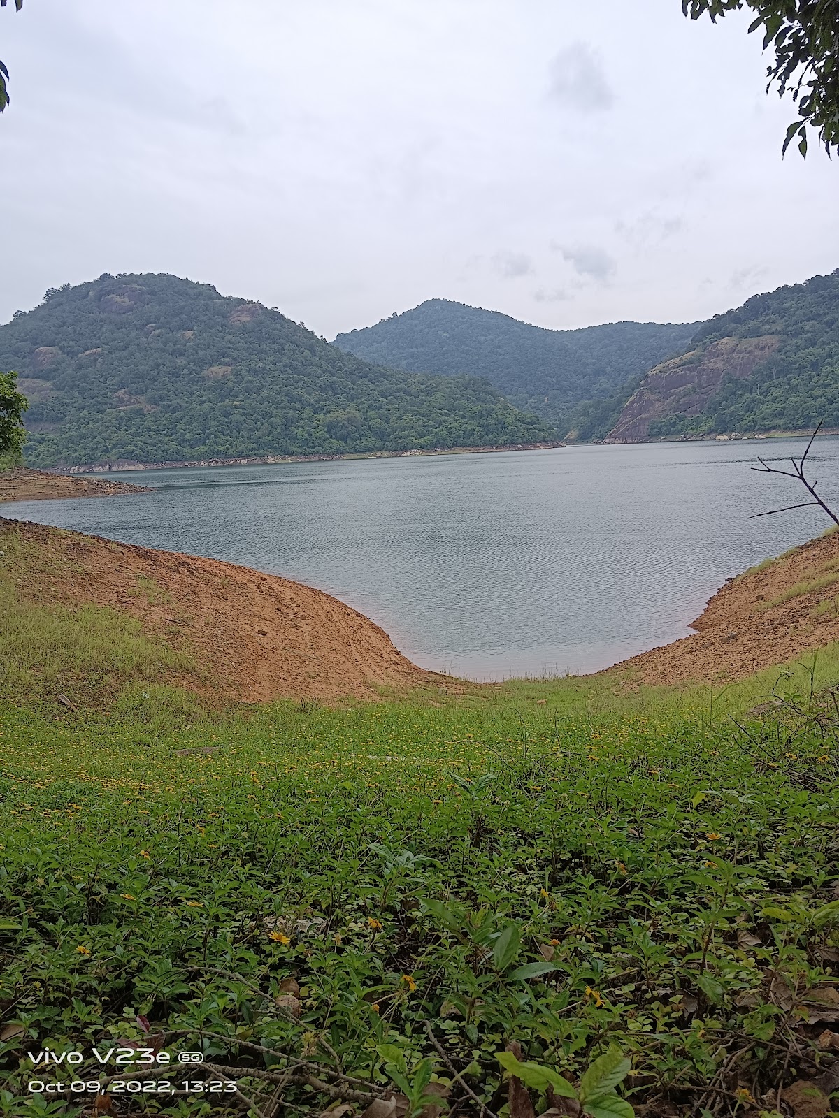 Thenmala Bamboo Grove