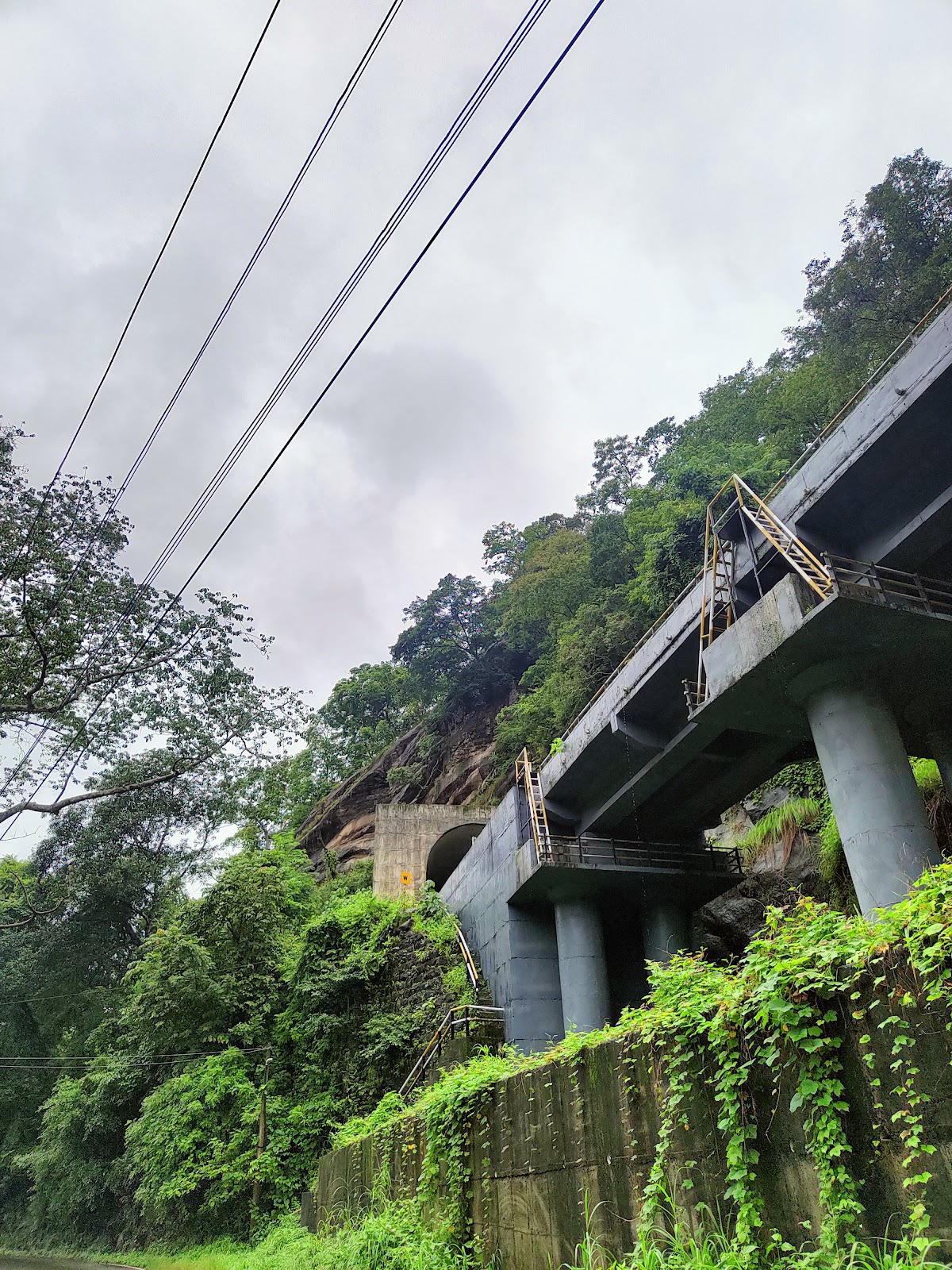Thenmala Bamboo Grove