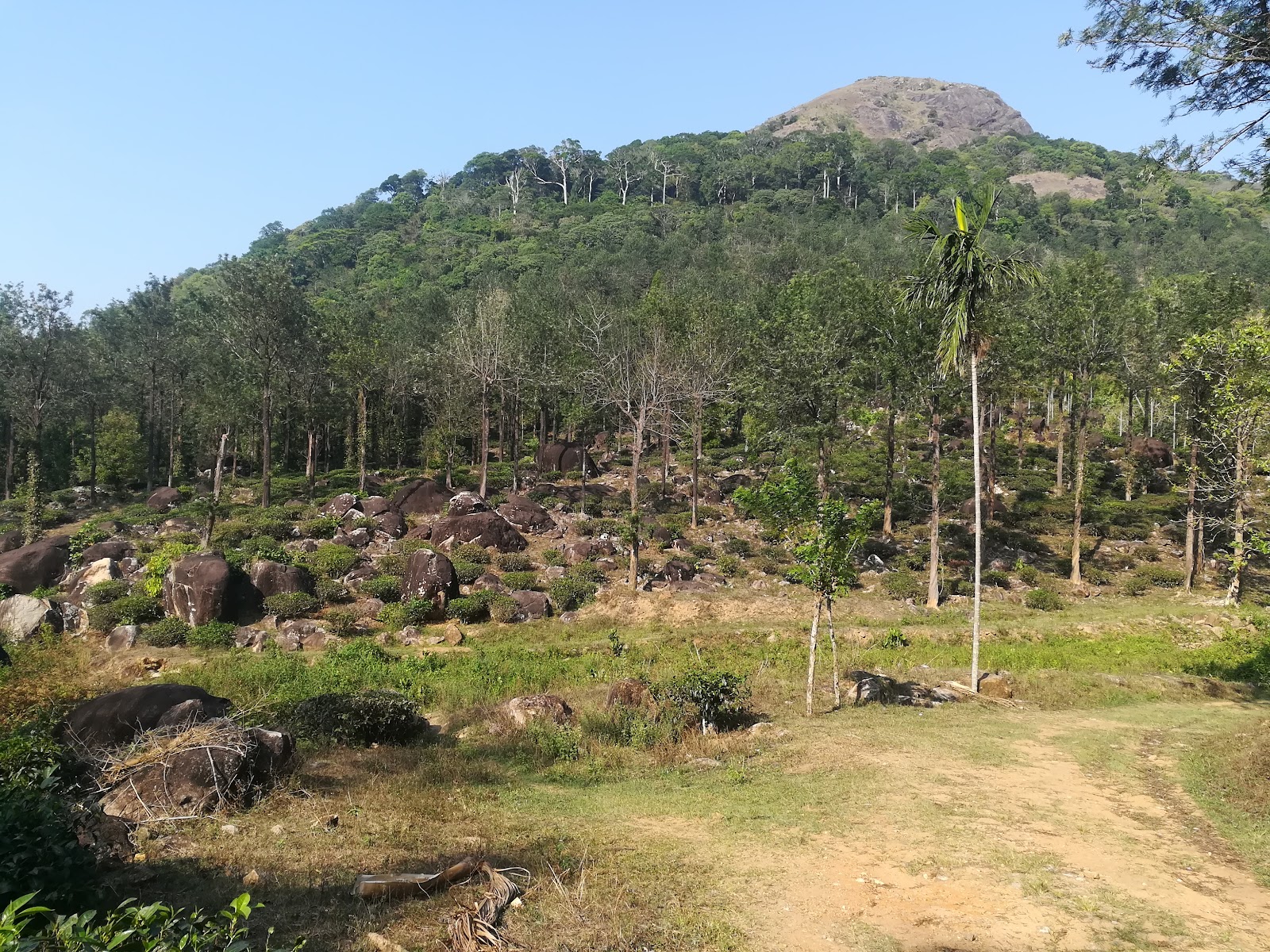 Thenmala Bamboo Grove
