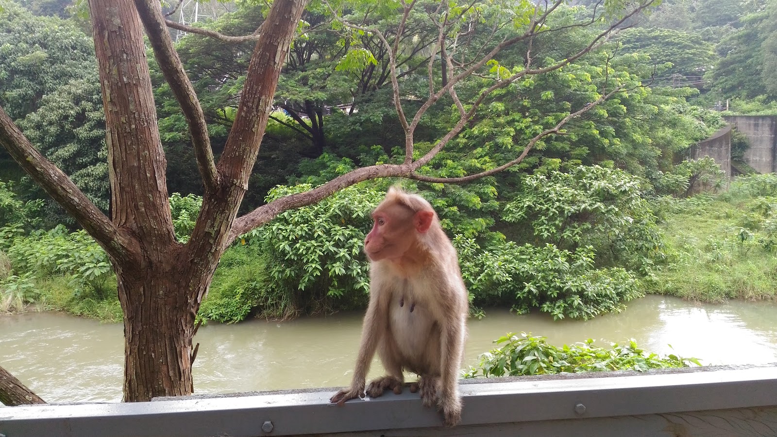 Thenmala Bamboo Grove