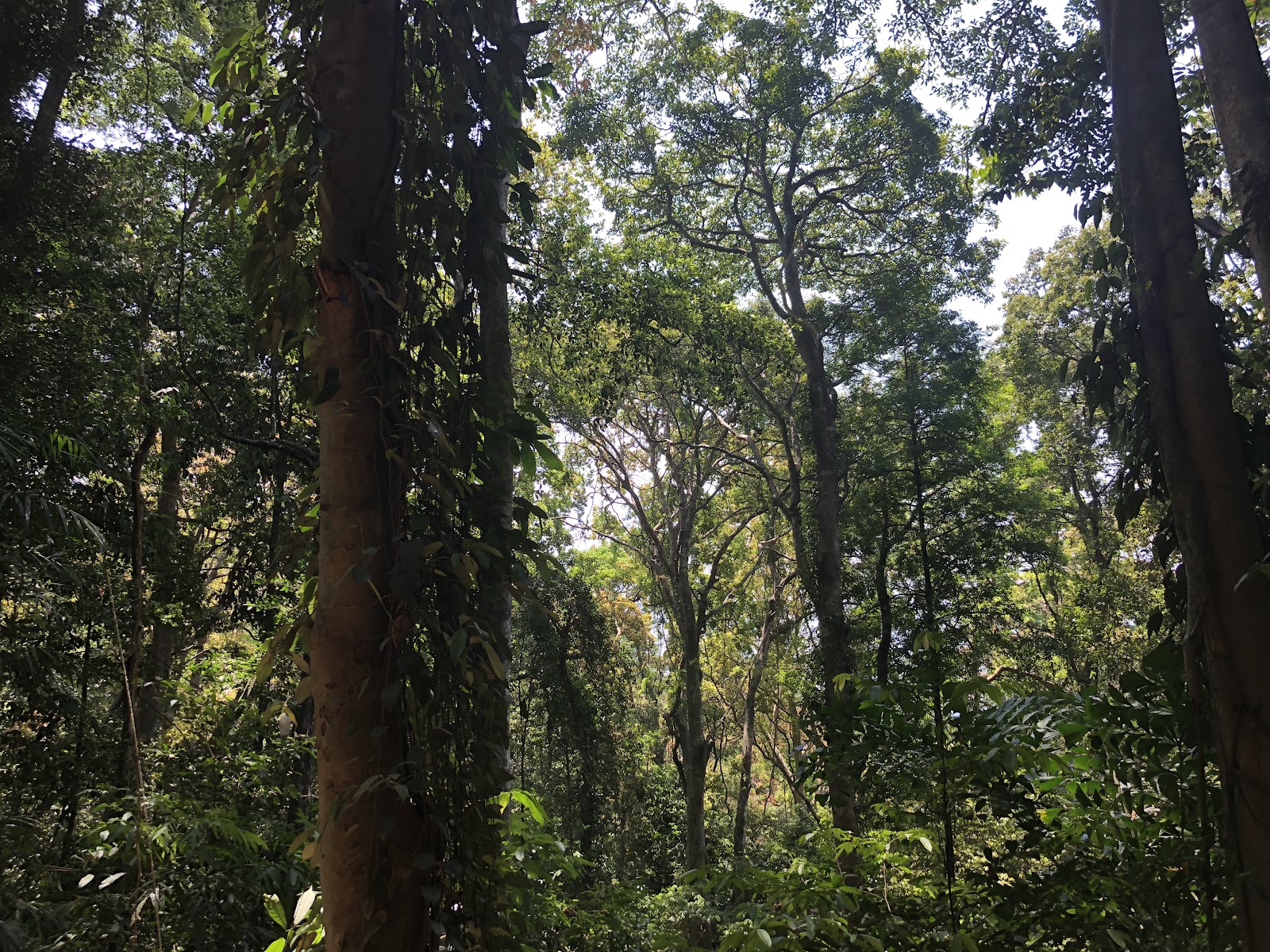 Chenduruny Wildlife Sanctuary