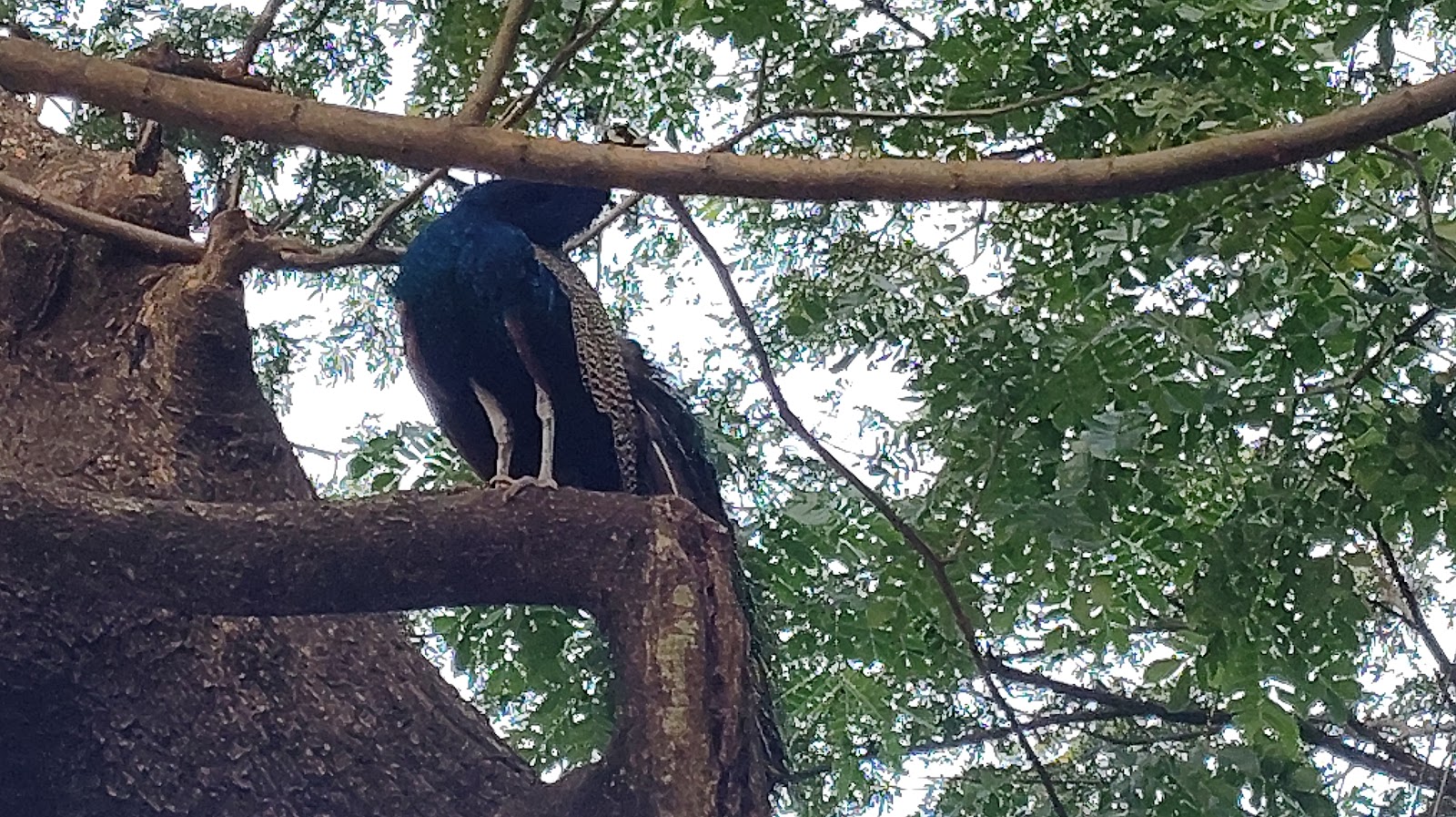 Thenmala Eco-Tourism Project