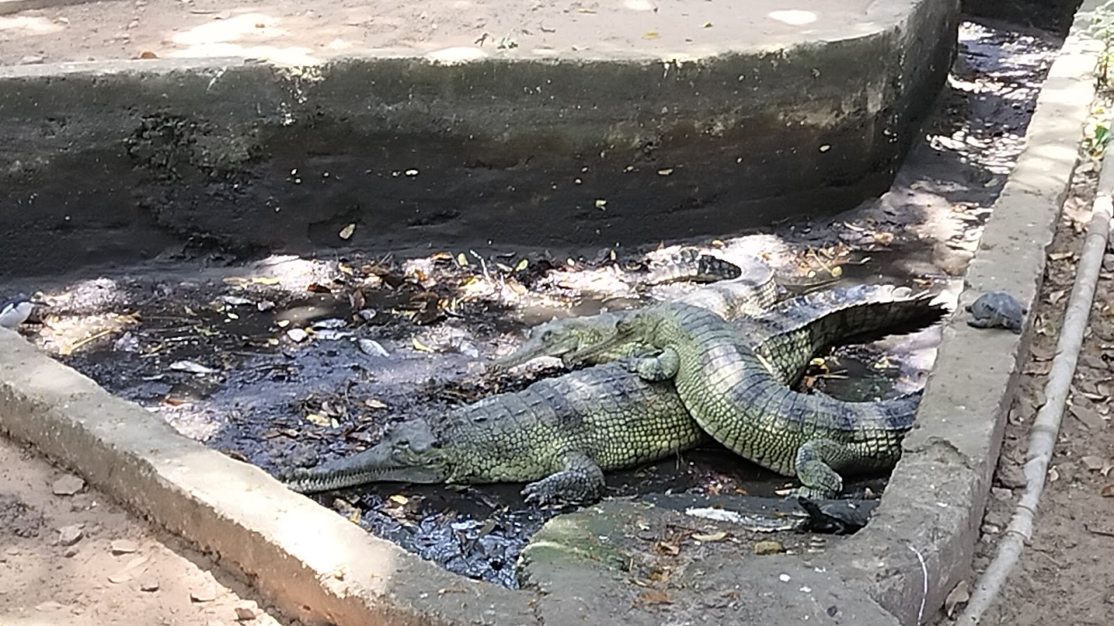 Thiruvananthapuram Zoo
