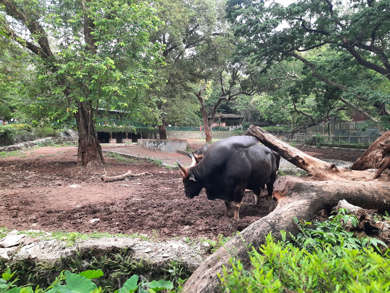 Thiruvananthapuram Zoo