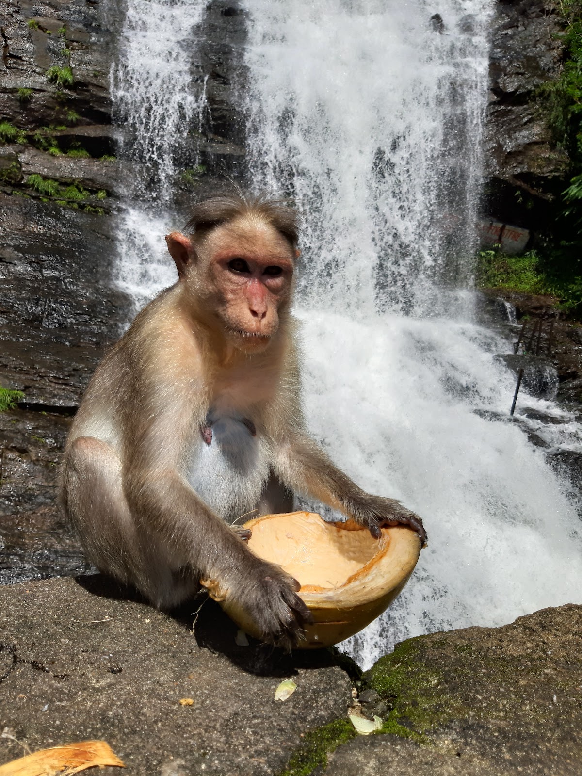 Cheeyappara Waterfalls