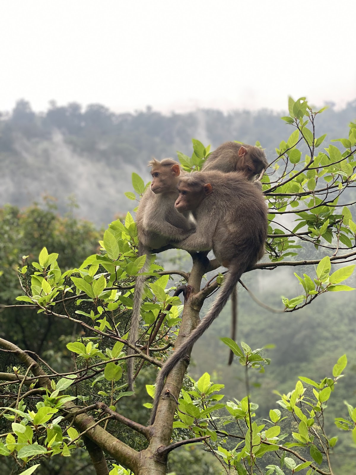 Cheeyappara Waterfalls