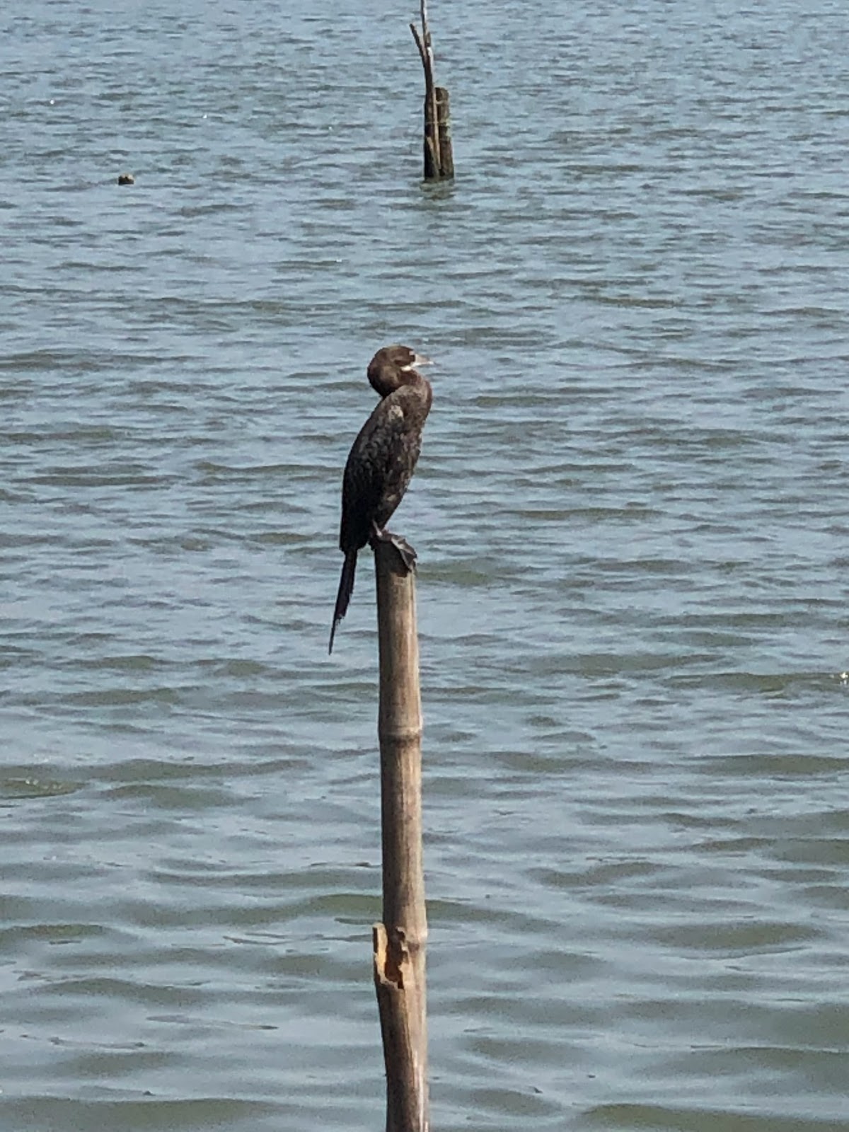 Chettuva Backwaters and Fort