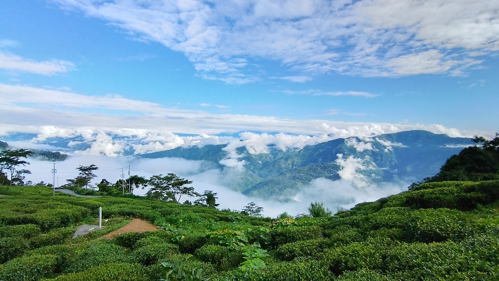 Tea Gardens of Tinchuley