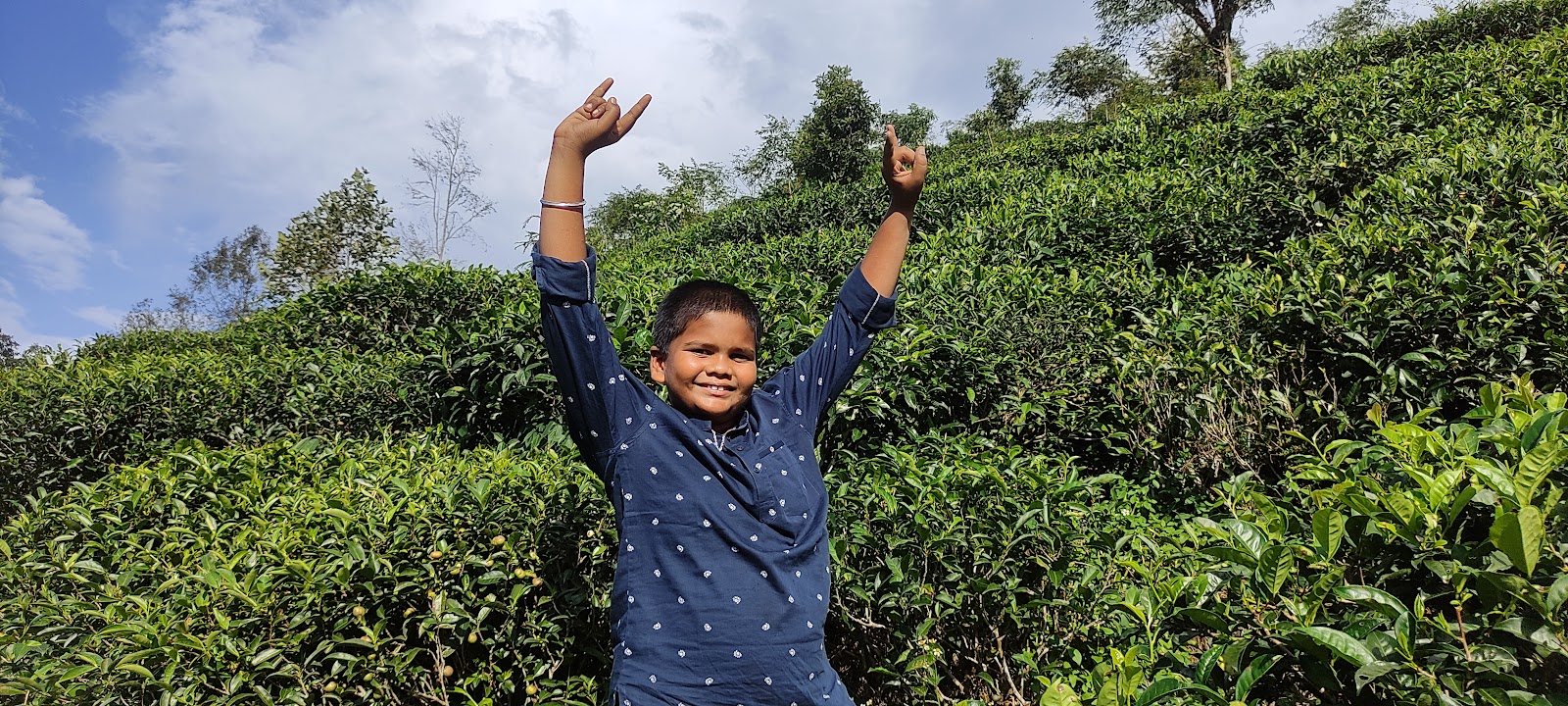 Tea Gardens of Tinchuley