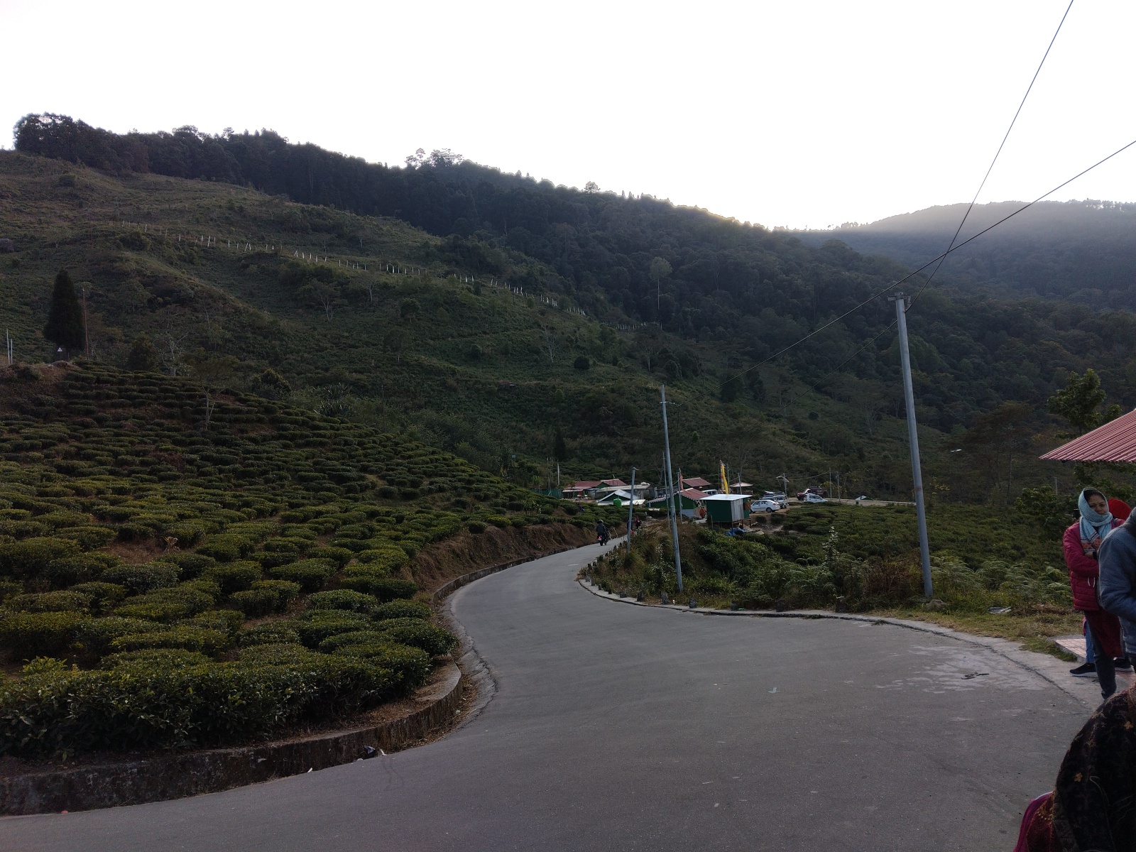 Tea Gardens of Tinchuley